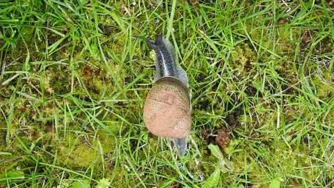 The snail 動画素材 164637223