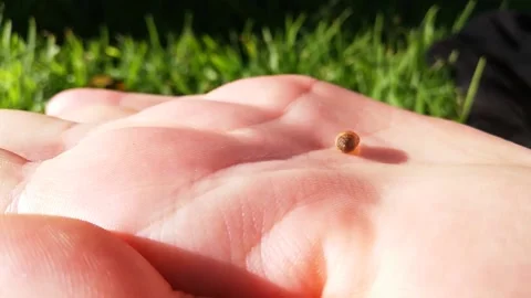 Snail Video stock 166773444