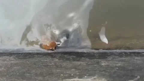 Snail 動画素材 167447350