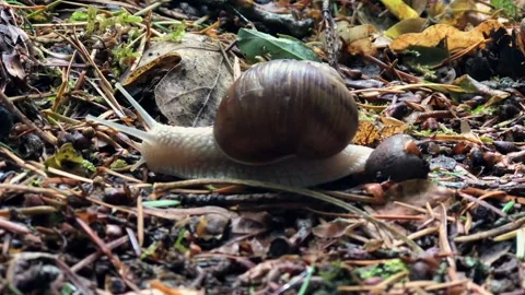 Snail Stock Footage 168603900
