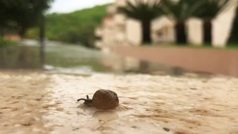 Snail Stock Footage 192464377