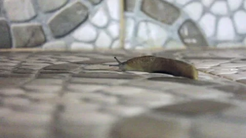 Snail Stock Footage 197199872