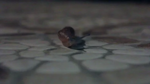 Snail Stock Footage 197199877
