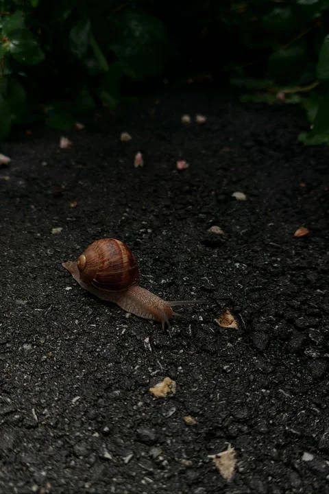Snail Stock Footage 201563393