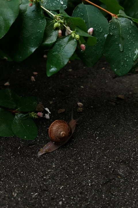 Snail Stock Footage 201563402