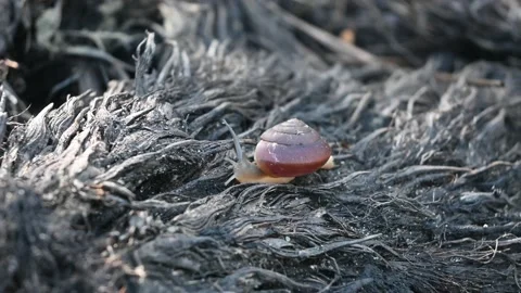 Snail Stock Footage 204958210