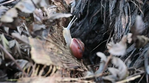Snail Stock Footage 205538832
