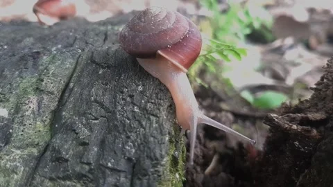 Snail Stock Footage 212079313