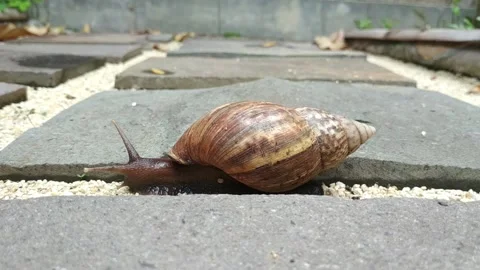Snail Stock Footage 212651509