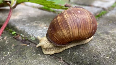 Snail Video stock 218603016