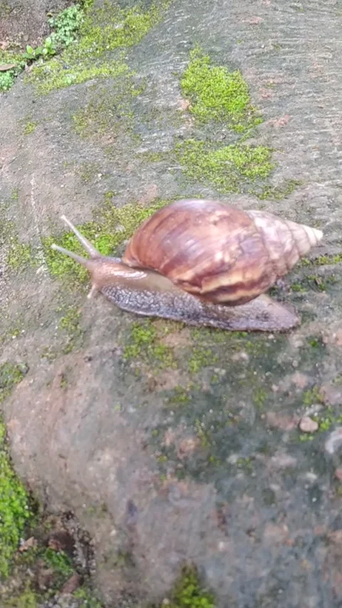 A snail Video stock 232228190