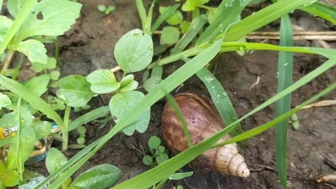Snail Stock Footage 239884125