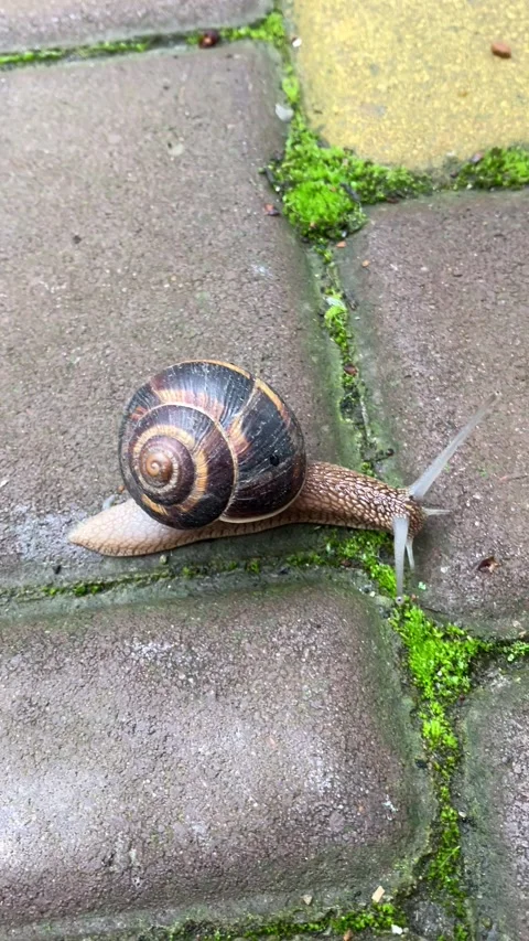 Snail Stock Footage 240137560