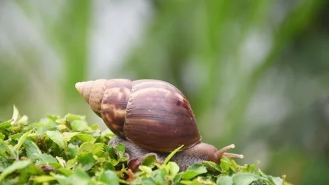 Snail Stock Footage 251168606
