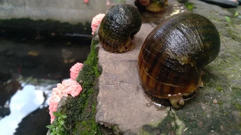 Snail Stock Footage 259262132