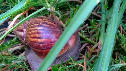 Snail Stock Footage 261777107