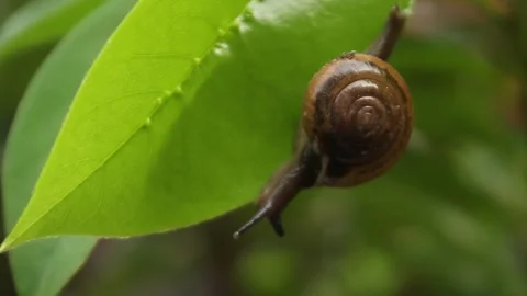 Snail. Stock Footage 274243297