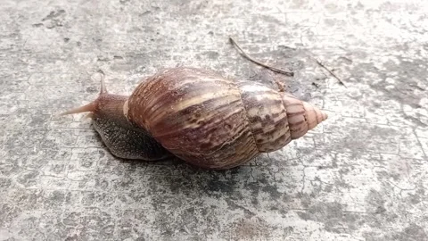 Snail Stock Footage 276151089
