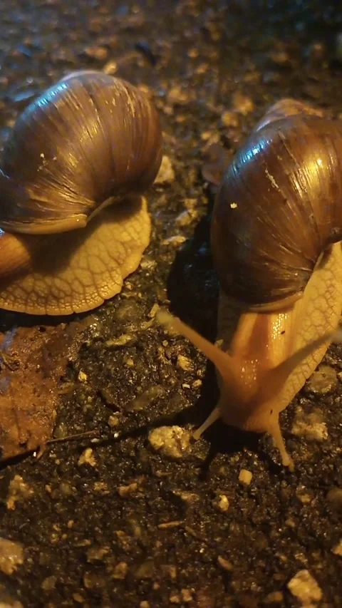 Snail Stock Footage 278466744