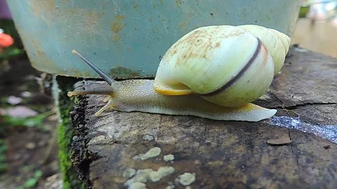 Snail Stock-Footage 279084751