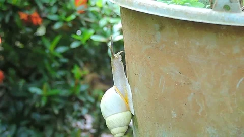 Snail Stock-Footage 279085514
