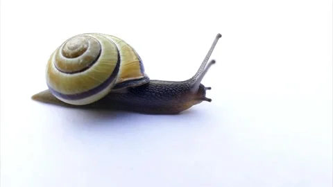 Snail Stock Footage 279837659