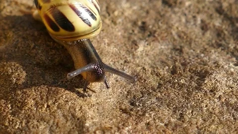 Snail Stock Footage 279837678