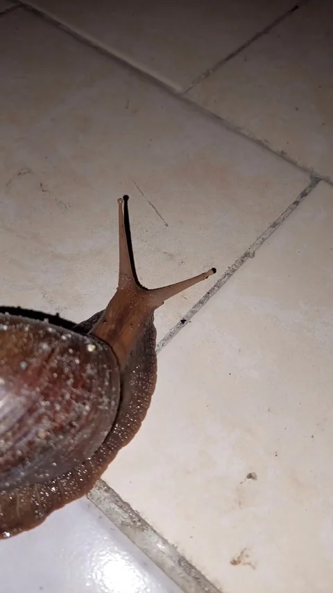 Snail Stock Footage 287499209