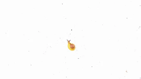 Snail Video stock 288048154