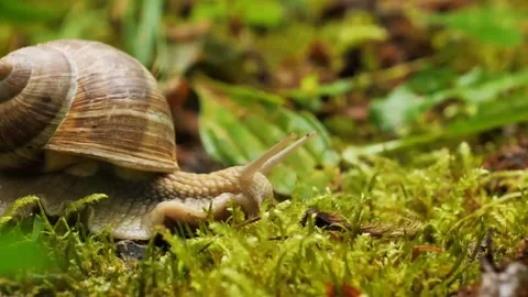 Snail Stock Footage 289735898