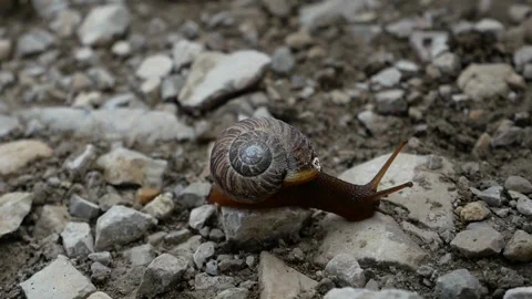 Snail Stock Footage 293748970