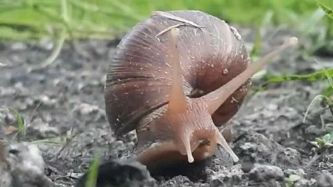 Snail Stock Footage 297264235