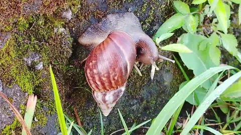 Snail Stock Footage 312142840