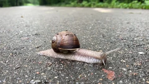 Snail 動画素材 313720499
