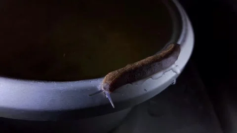 Snail Stock Footage 319617850