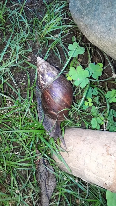 Snail Stock Footage 324324694