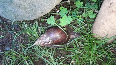 Snail Stock Footage 324324763