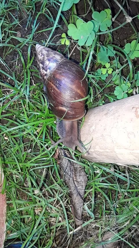 Snail Stock Footage 324324846