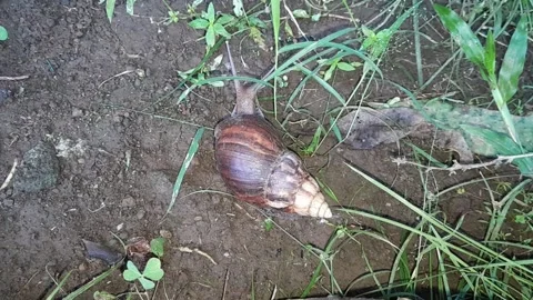 Snail Stock Footage 324324911