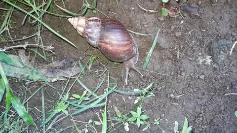 Snail Stock Footage 324324982