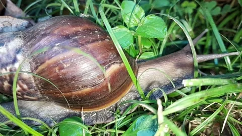 Snail Stock Footage 324325267