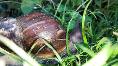 Snail Stock Footage 324325478