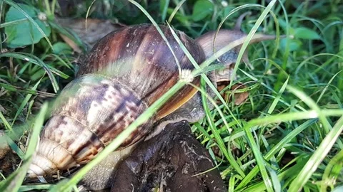 Snail Stock Footage 324325481