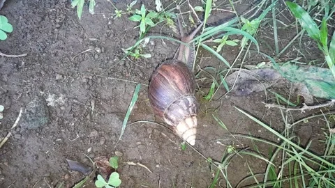 Snail Stock Footage 324326323