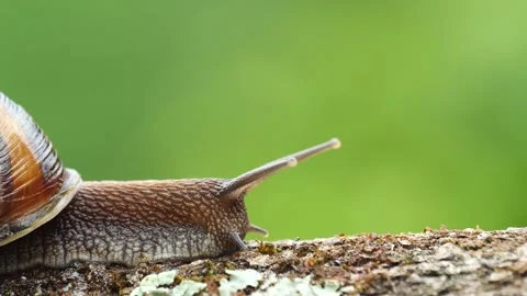Snail Stock-Footage 331234185