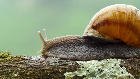 Snail Stock Footage 331282939