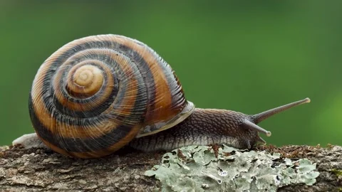 Snail Stock Footage 331641512