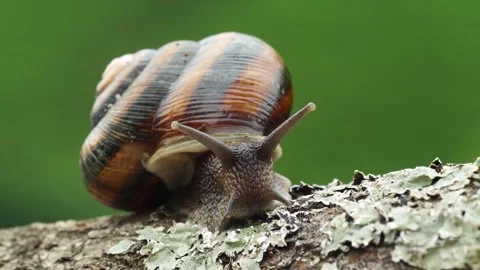 Snail Video stock 332989362