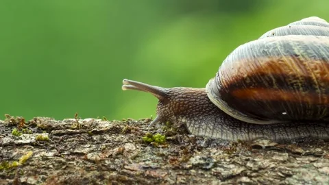 Snail Stock Footage 333034922