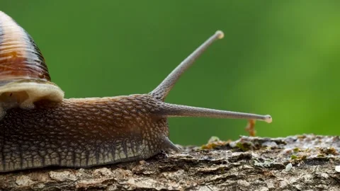 Snail 스톡 동영상 333055548